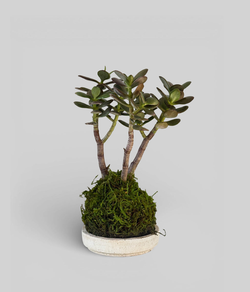 Jade Bonsai Kokedama