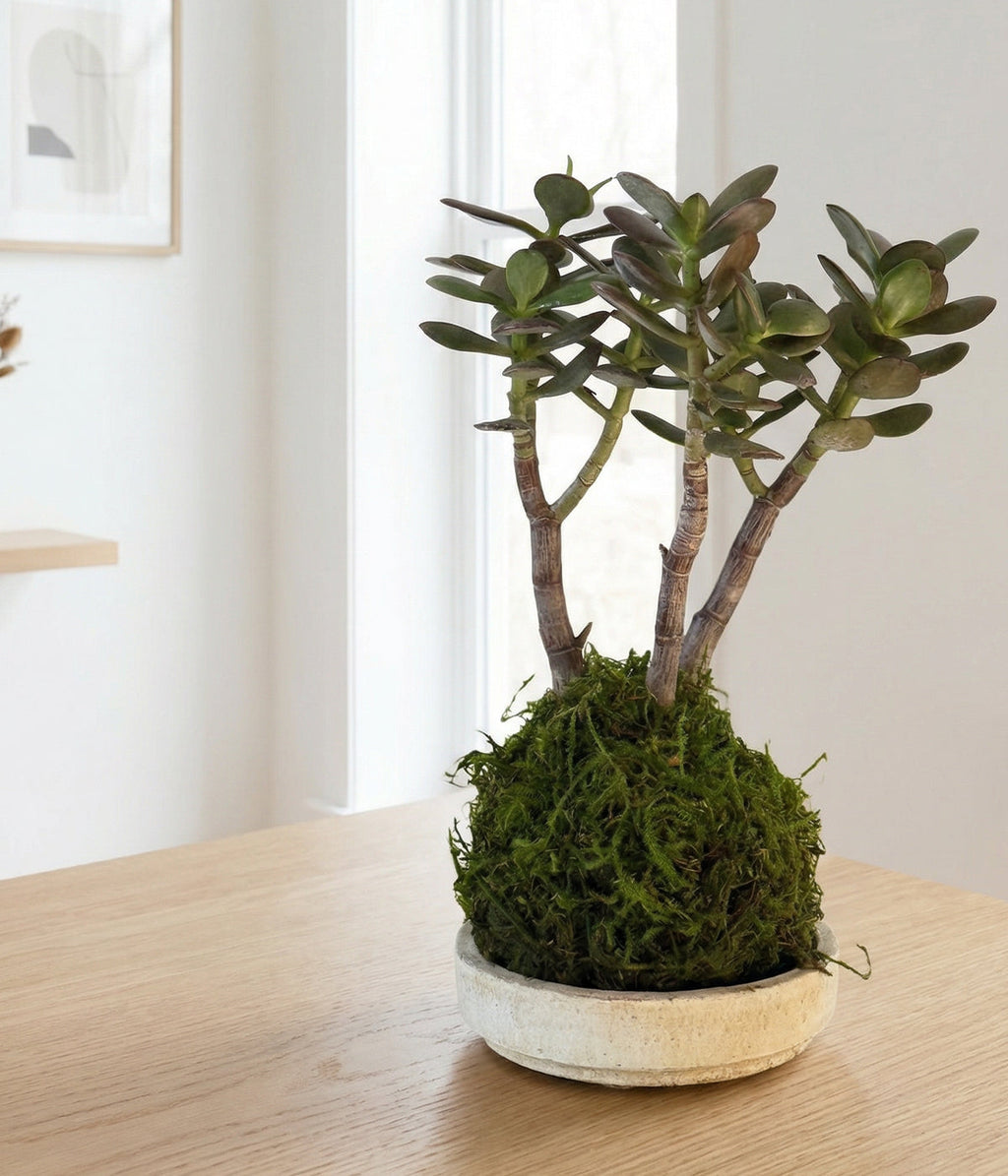 Jade Bonsai Kokedama