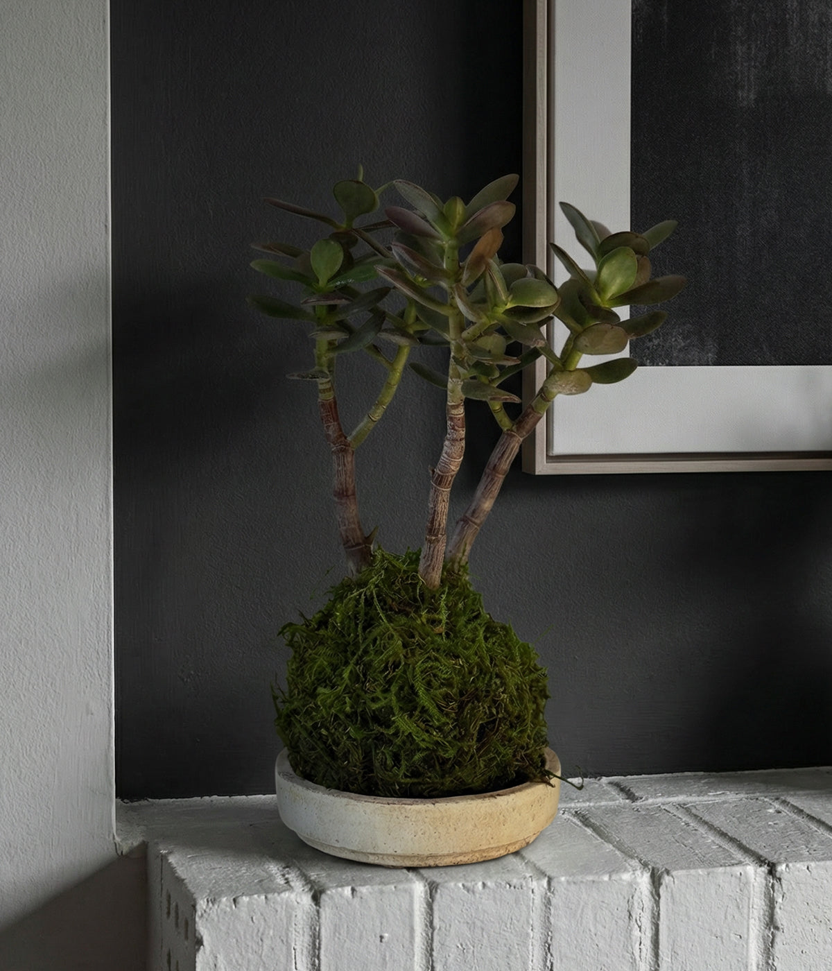 Jade Bonsai Kokedama