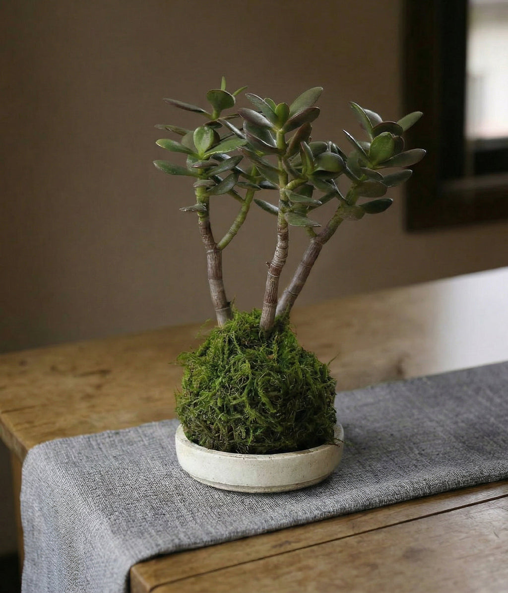 Jade Bonsai Kokedama