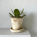 Kalanchoe Flap Jack, Potted