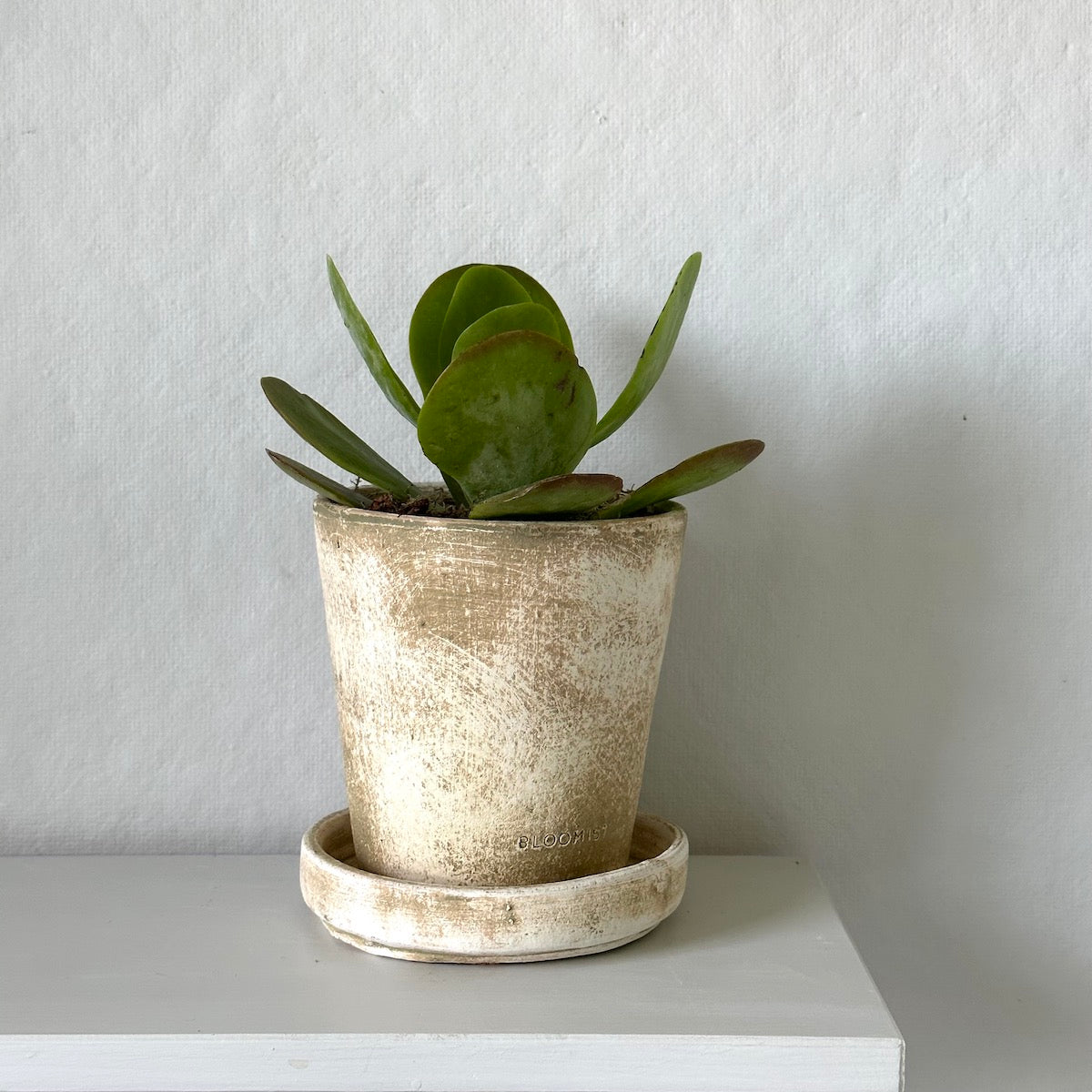 Kalanchoe Flap Jack, Potted