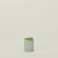 Scalloped Match Striker - Mint Green