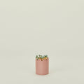 Scalloped Match Striker - Pink