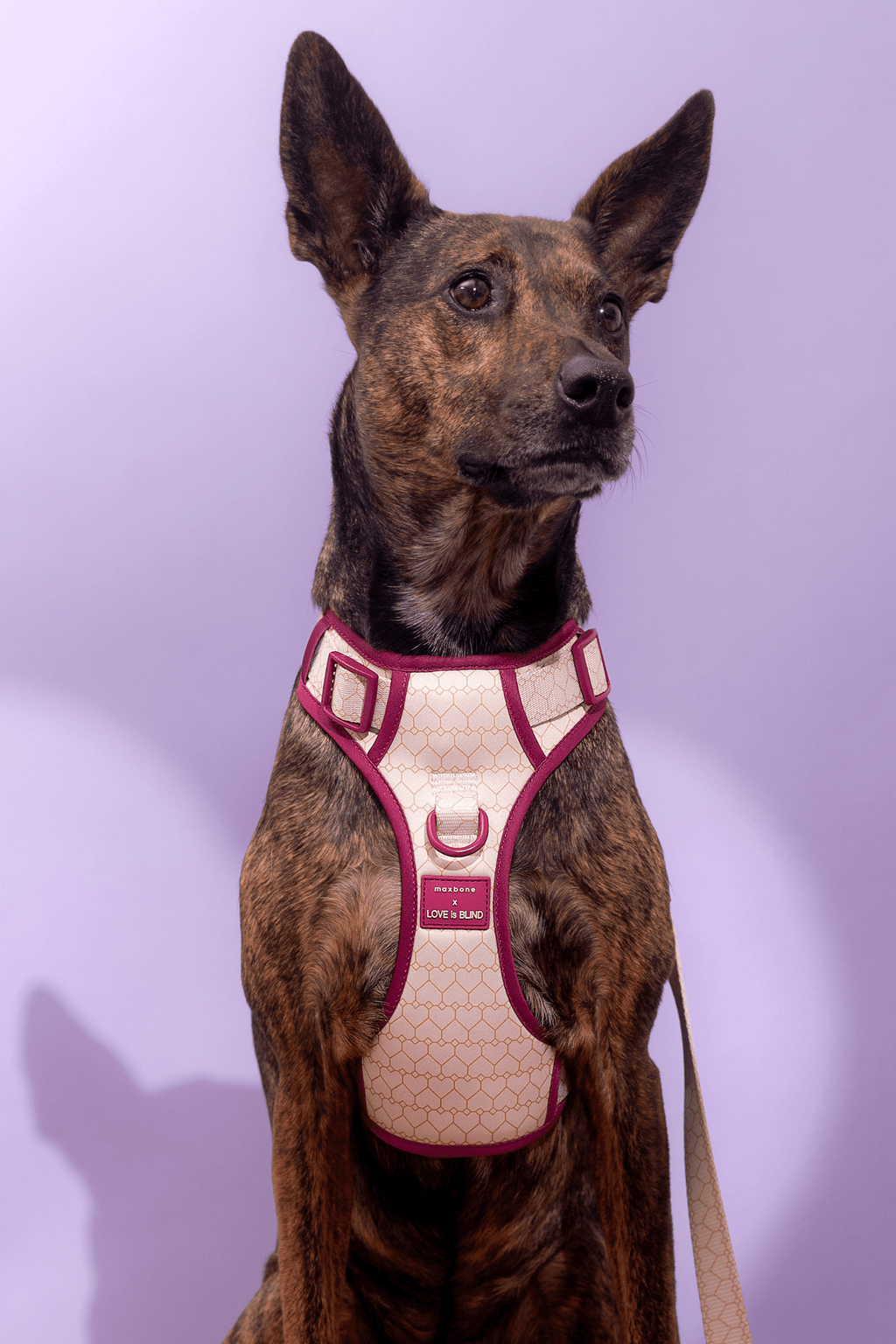 Love Is Blind x maxbone Walk Set