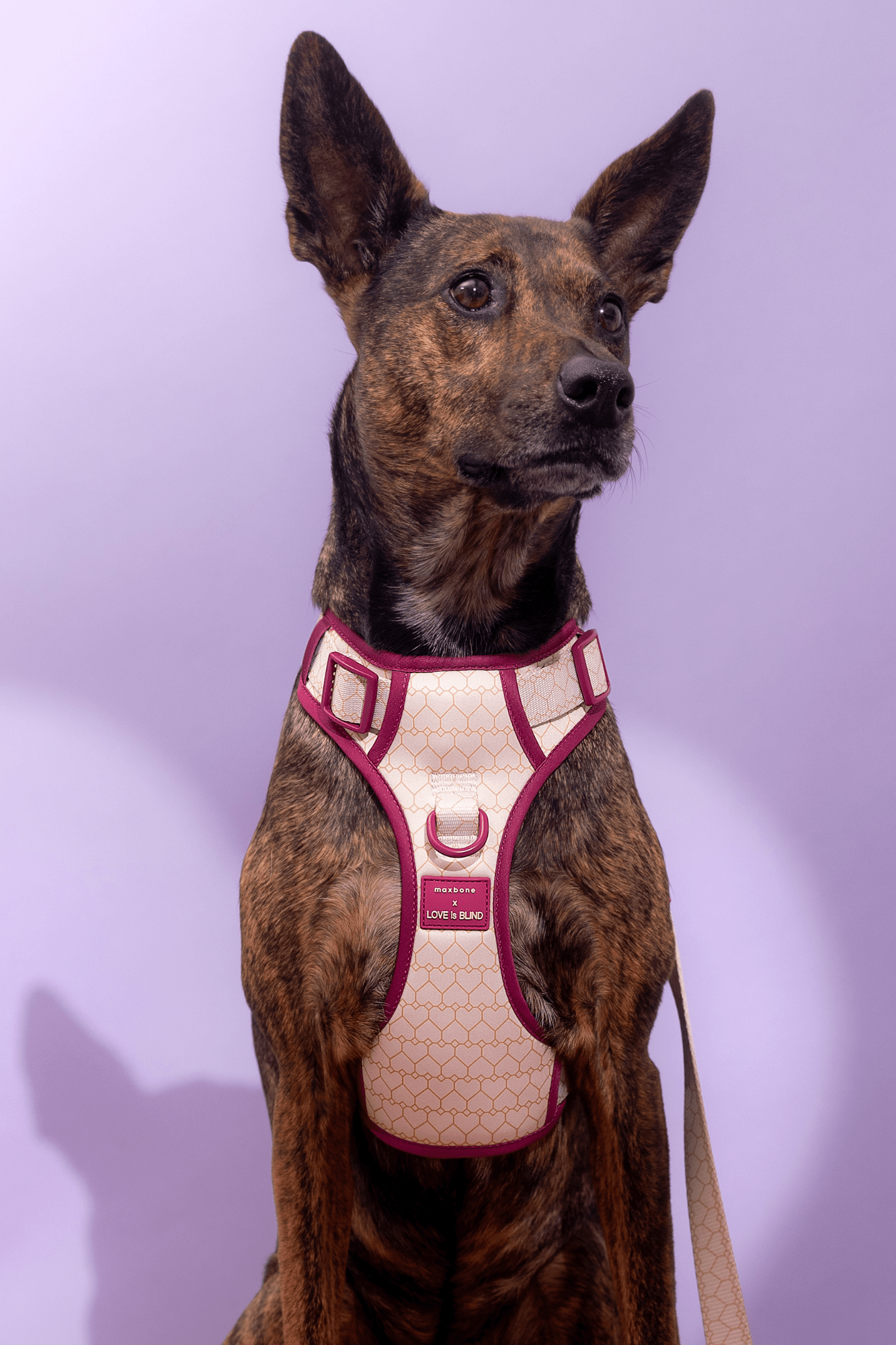 Love Is Blind x maxbone Walk Set