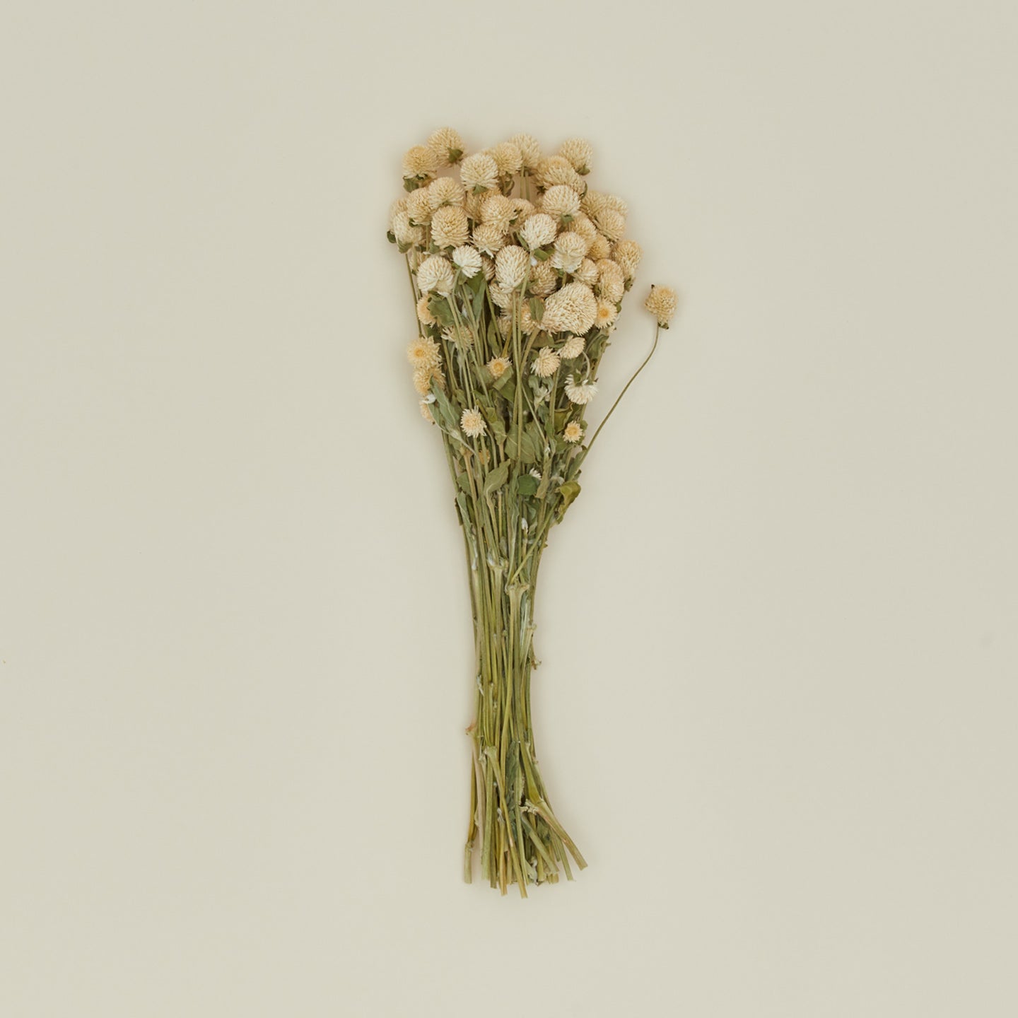Dried Amaranth