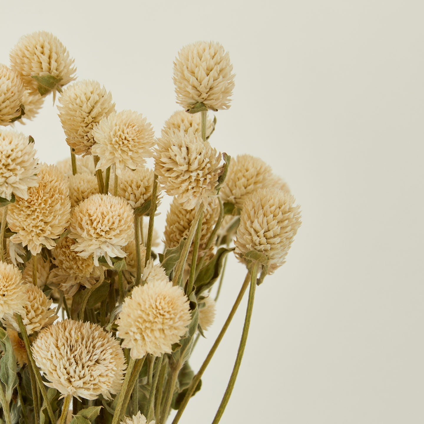 Dried Amaranth