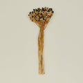 Dried Blackberry Lilies