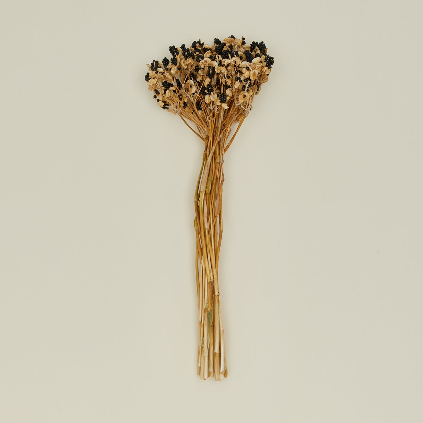 Dried Blackberry Lilies