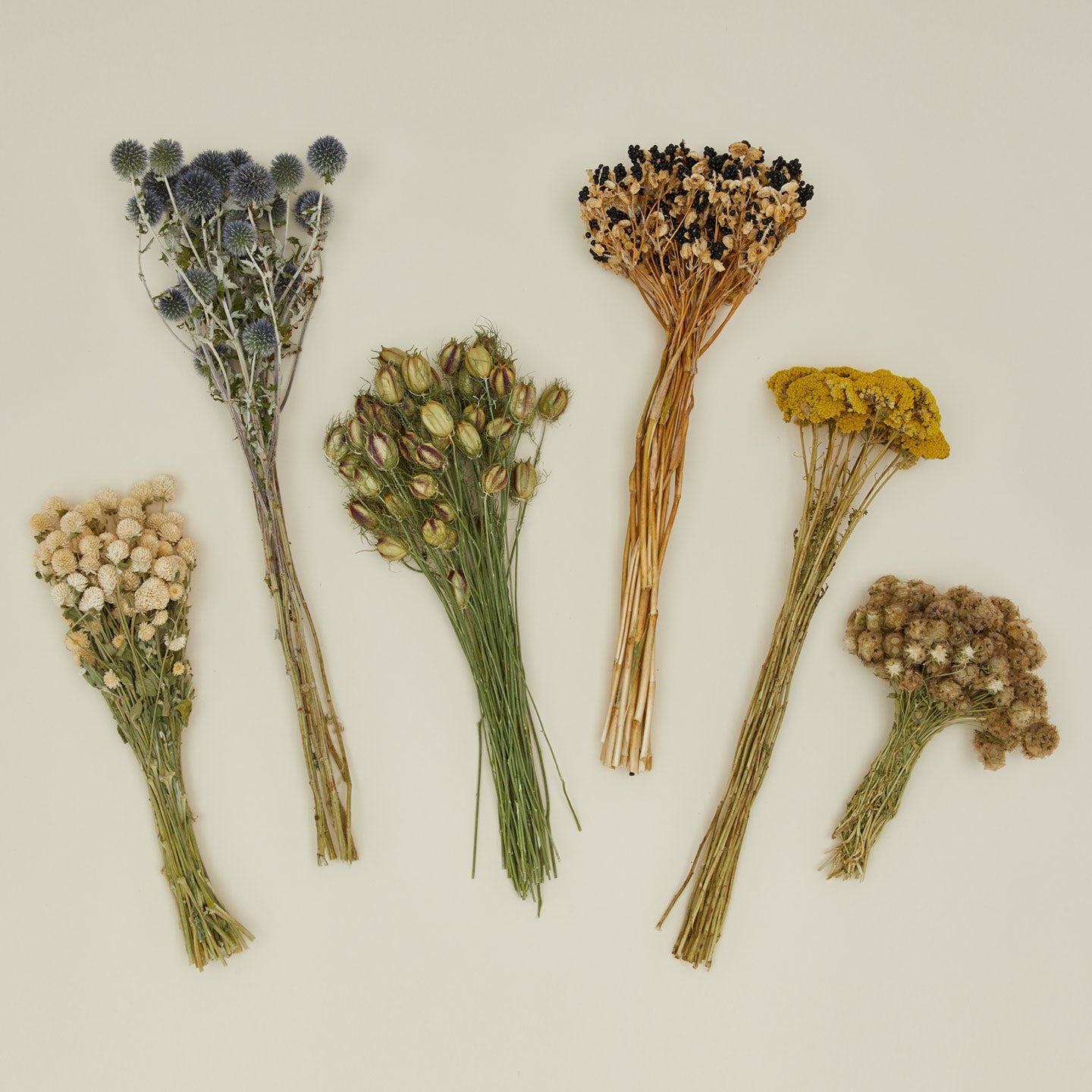 Dried Thistle