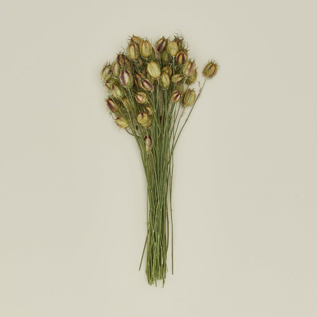 Dried Nigella