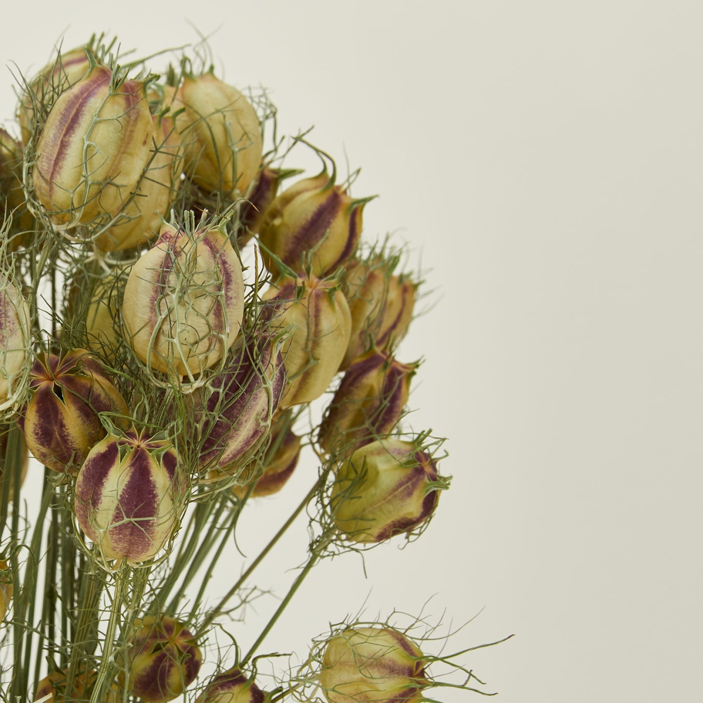 Dried Nigella
