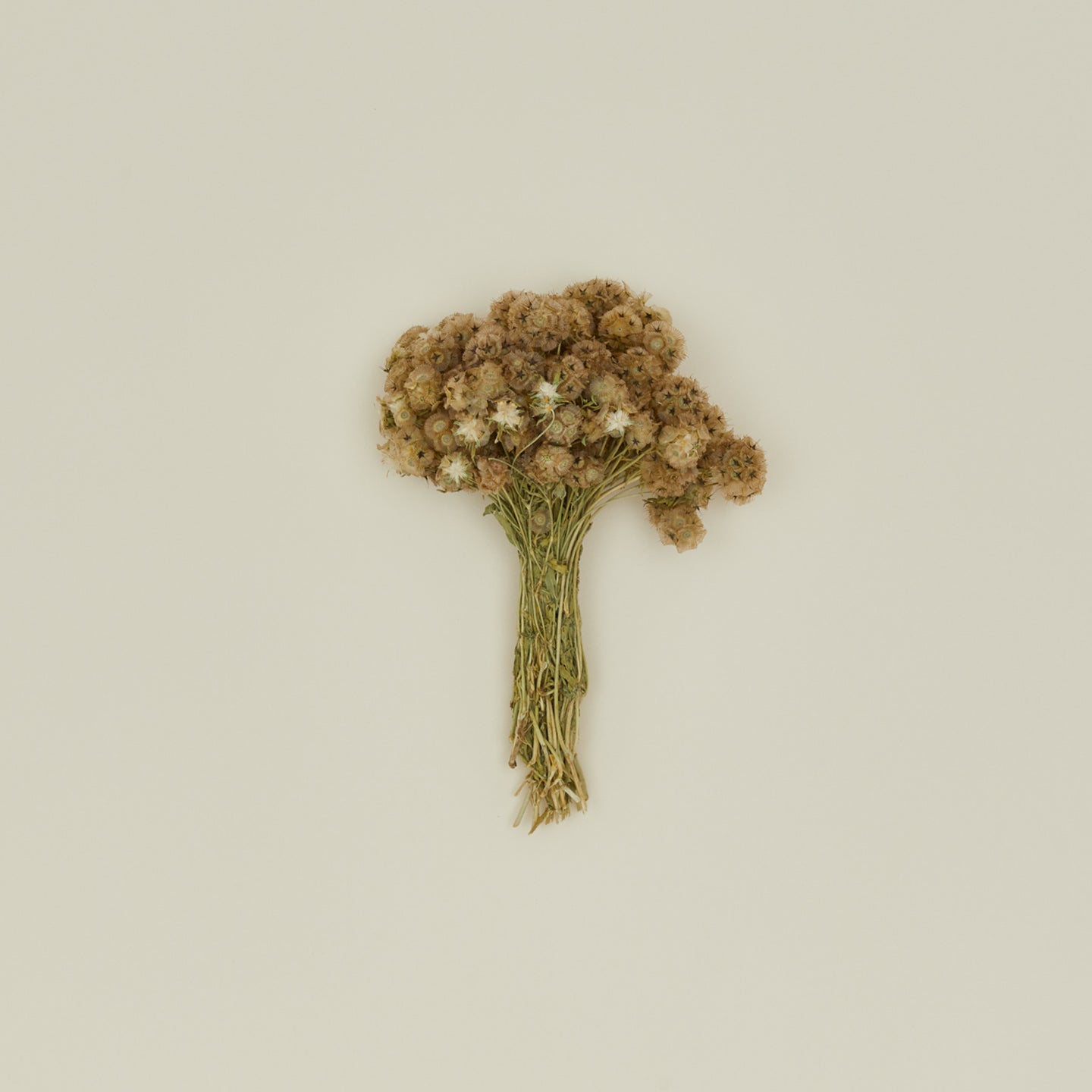 Dried Scabiosa Pods