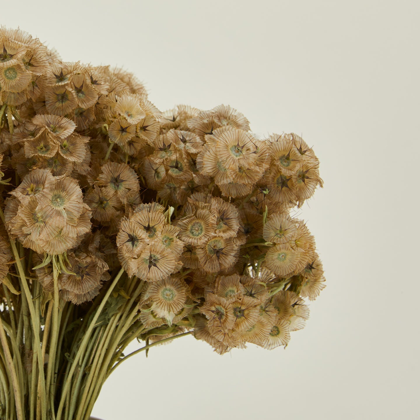 Dried Scabiosa Pods