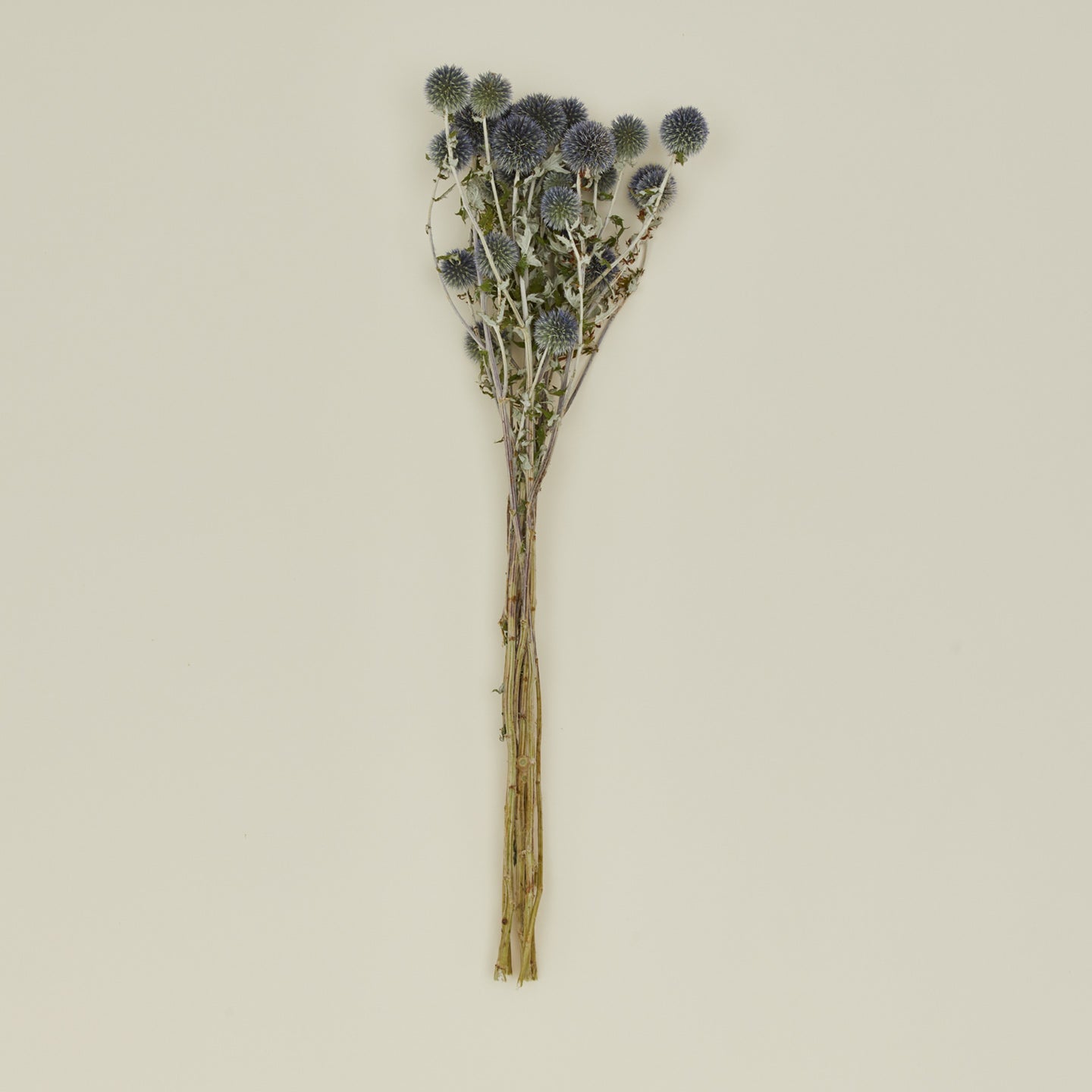 Dried Thistle