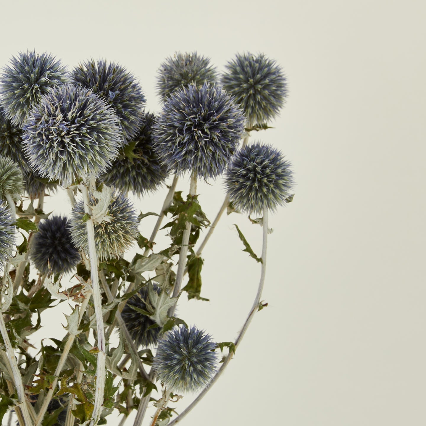 Dried Thistle