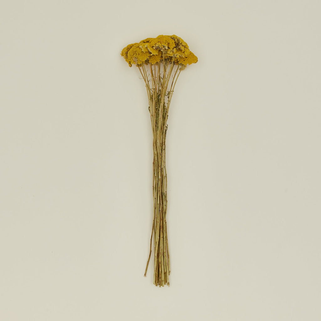 Dried Yarrow