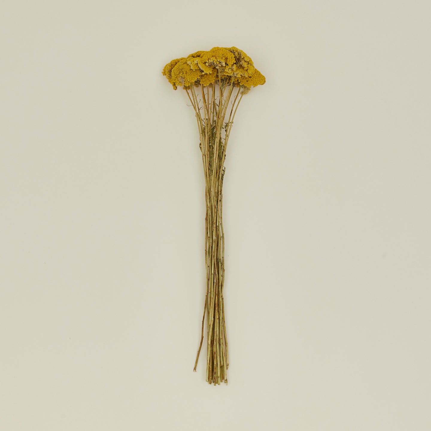 Dried Yarrow