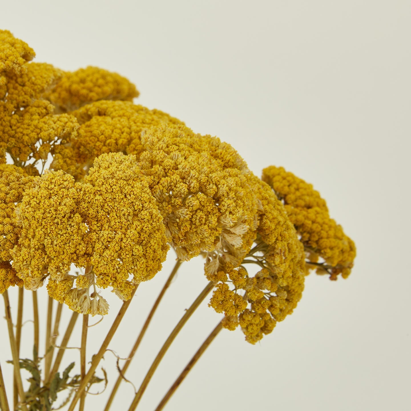 Dried Yarrow