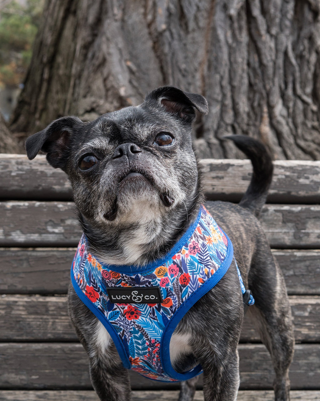 REVERSIBLE HARNESS by Lucy & Co