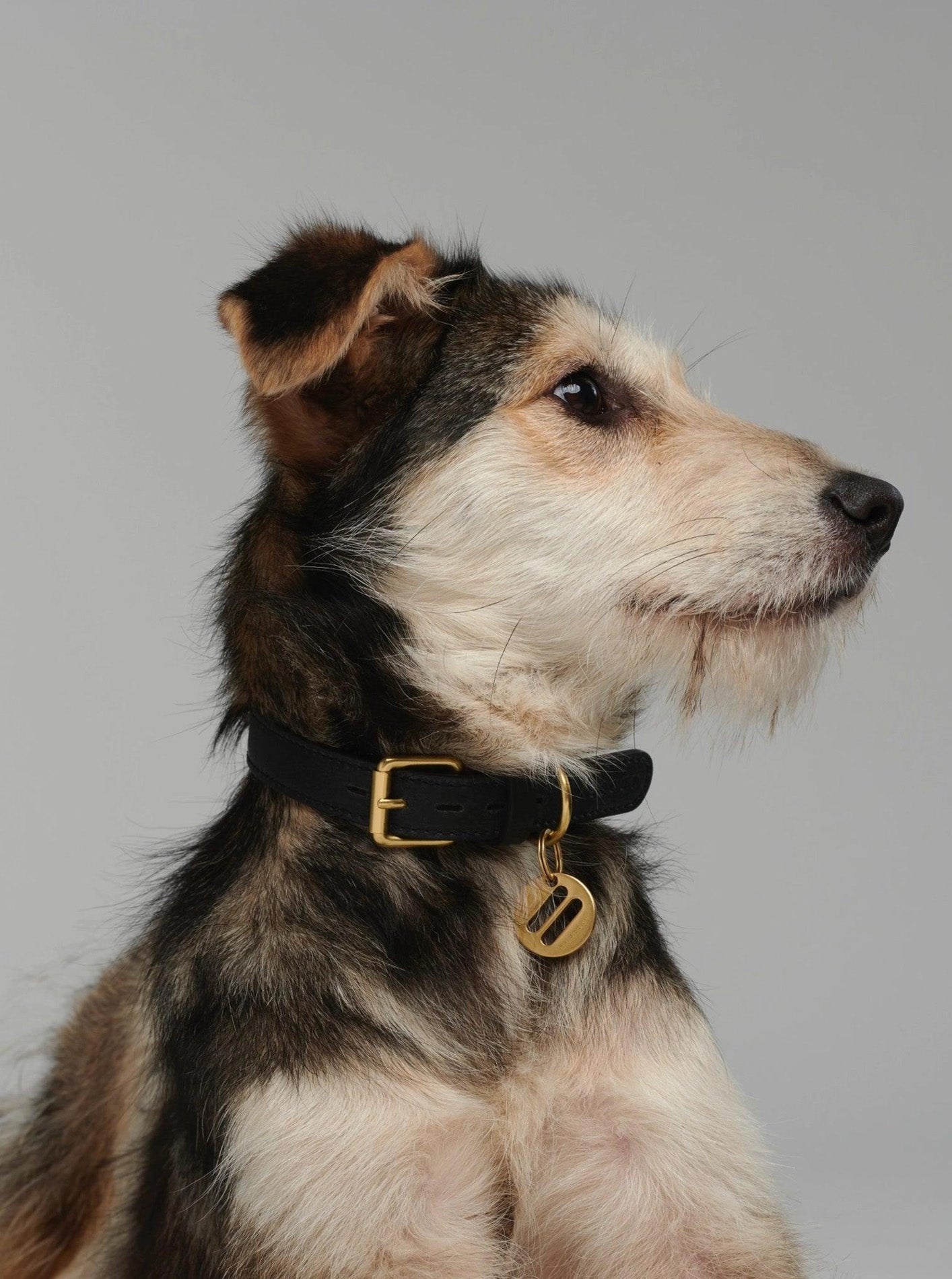MELA BASIC DOG COLLAR by Scout