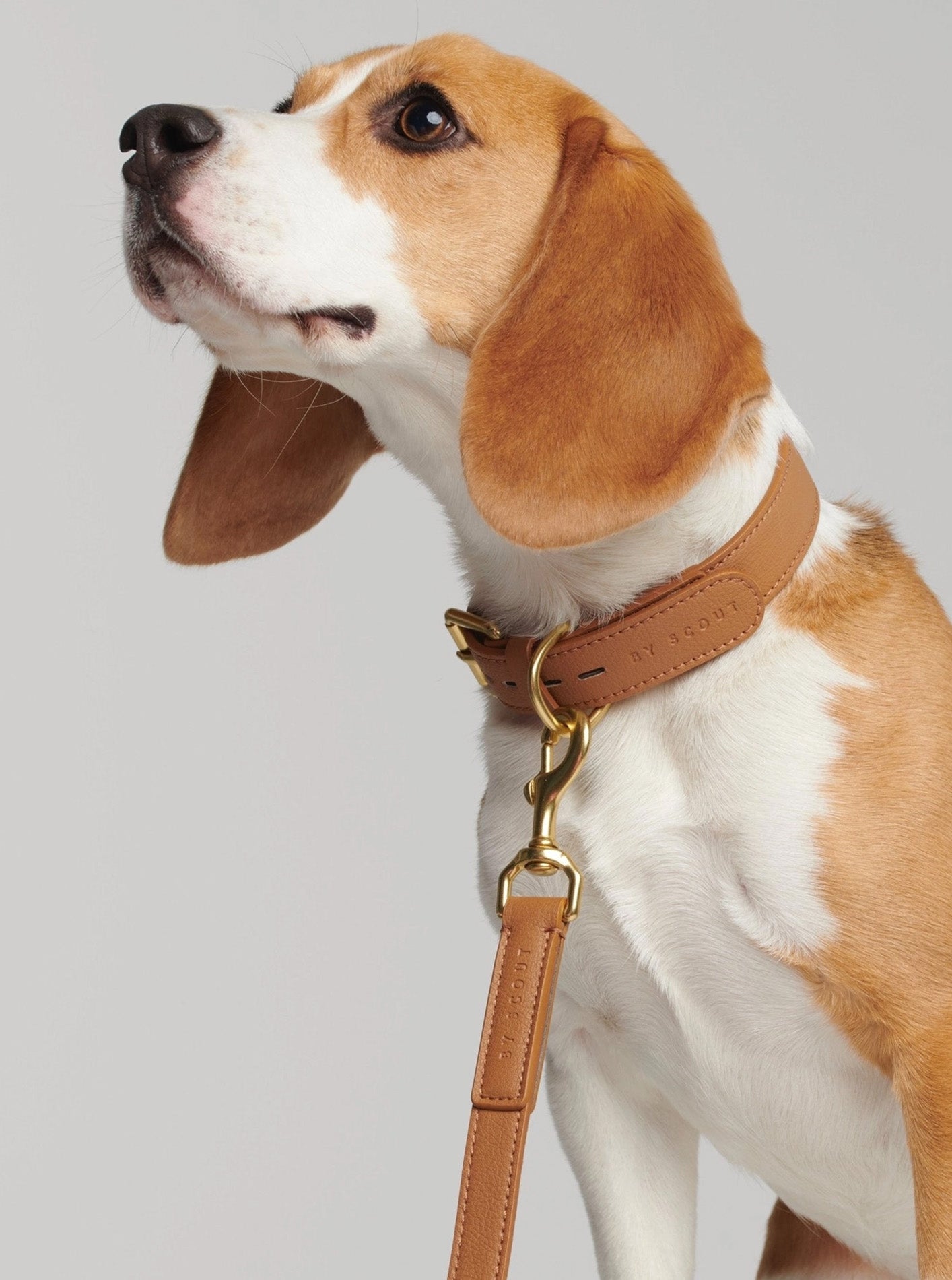 MELA BASIC DOG COLLAR by Scout