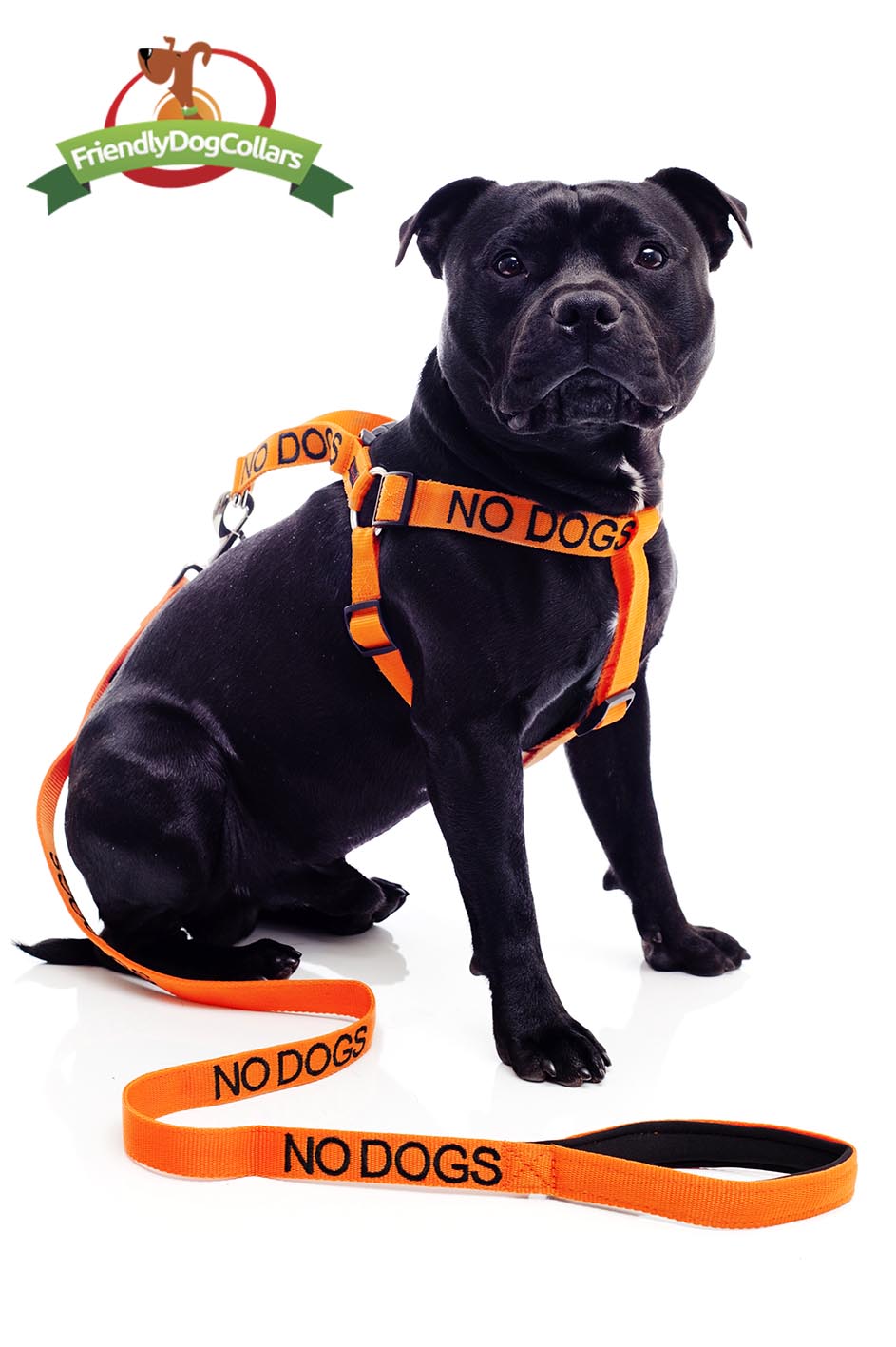 No Dogs Dog Lead and Strap Harness