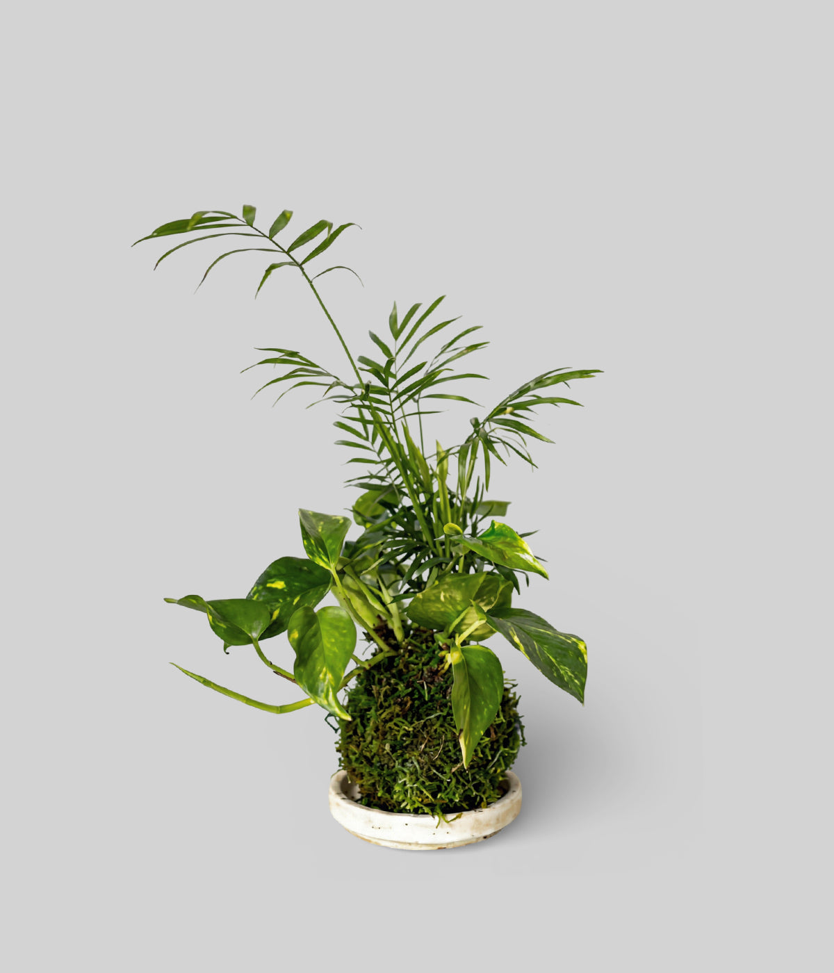 Parlor Palm and Golden Pothos Kokedama