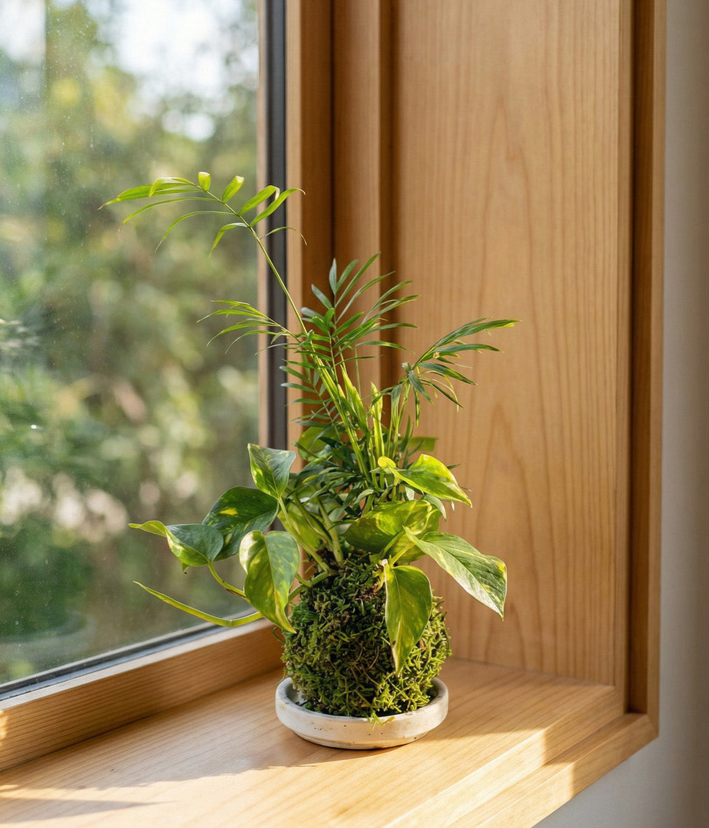 Parlor Palm and Golden Pothos Kokedama