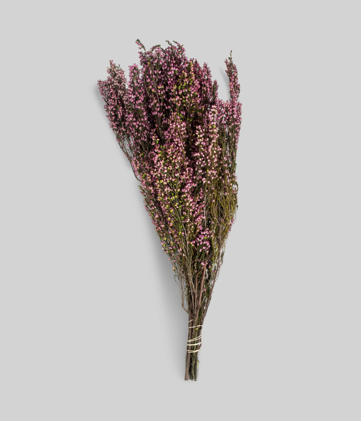 Dried Pink Heather