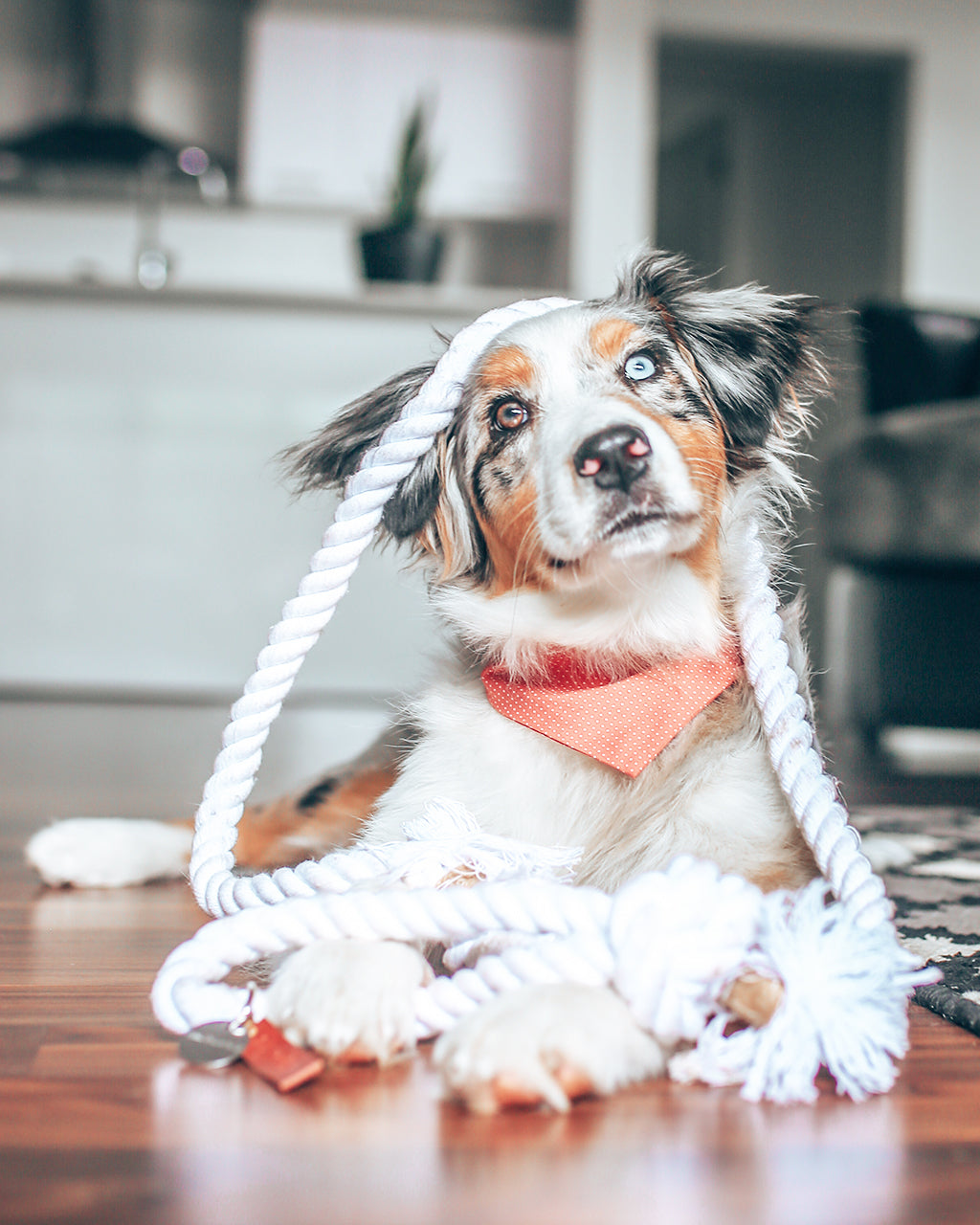 PARTY BANDANA