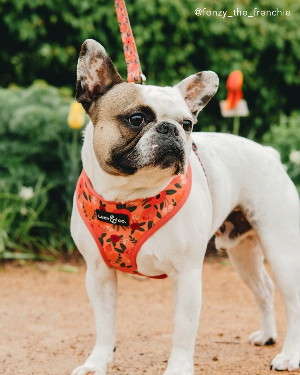 MATCHING LEASH by Lucy & Co