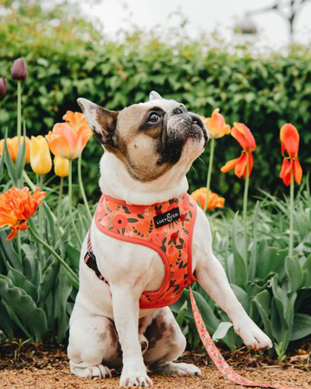 REVERSIBLE HARNESS by Lucy & Co
