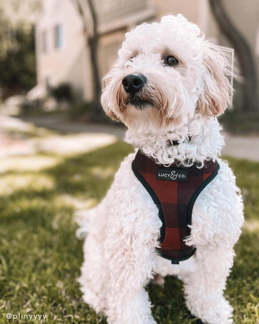 REVERSIBLE HARNESS by Lucy & Co