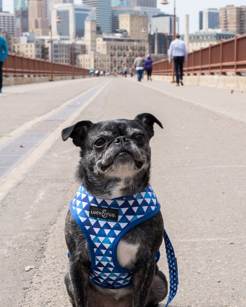 MATCHING LEASH by Lucy & Co