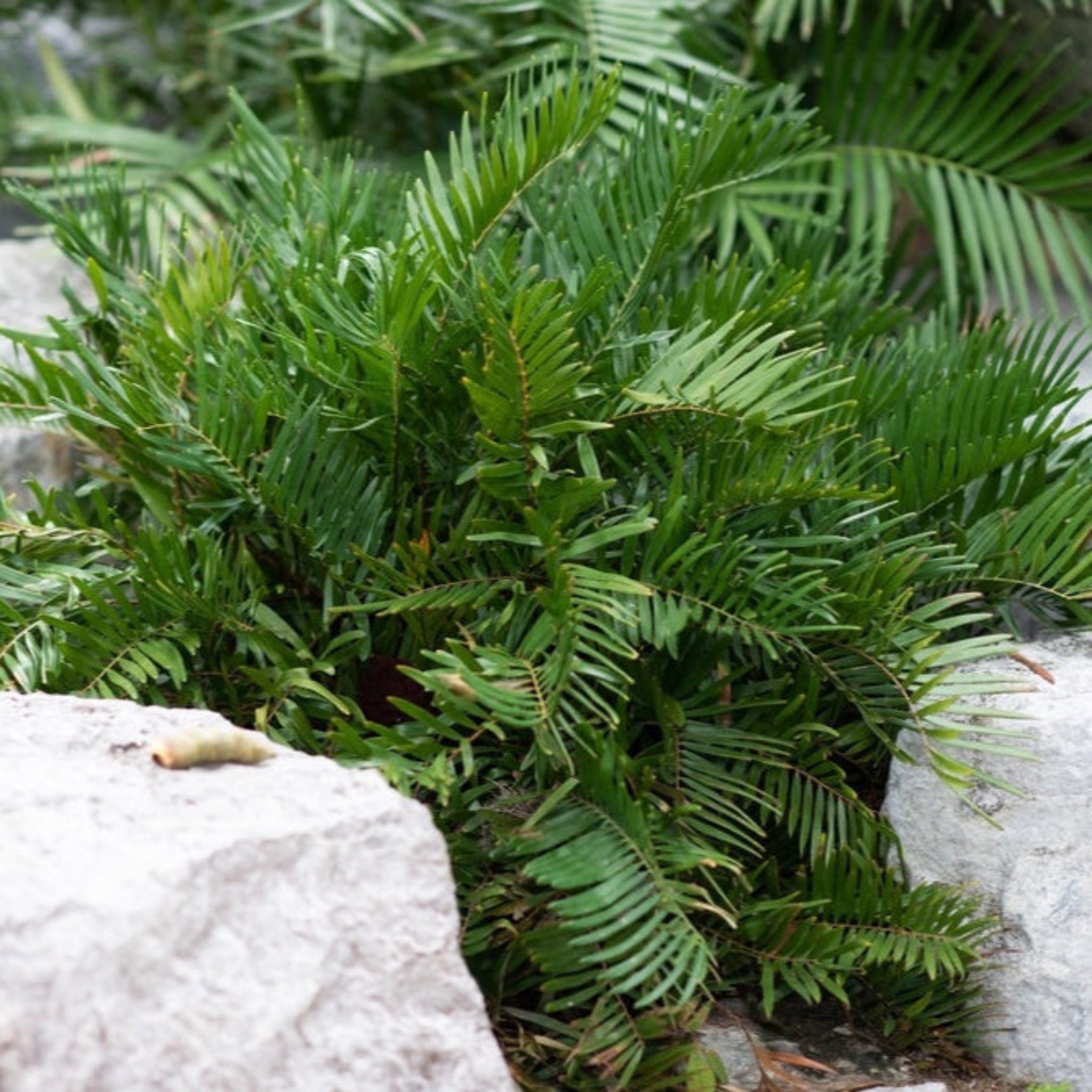 Coontie Palm
