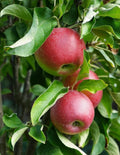 Tasty Red™ Fruit Snacks™ Apple Tree