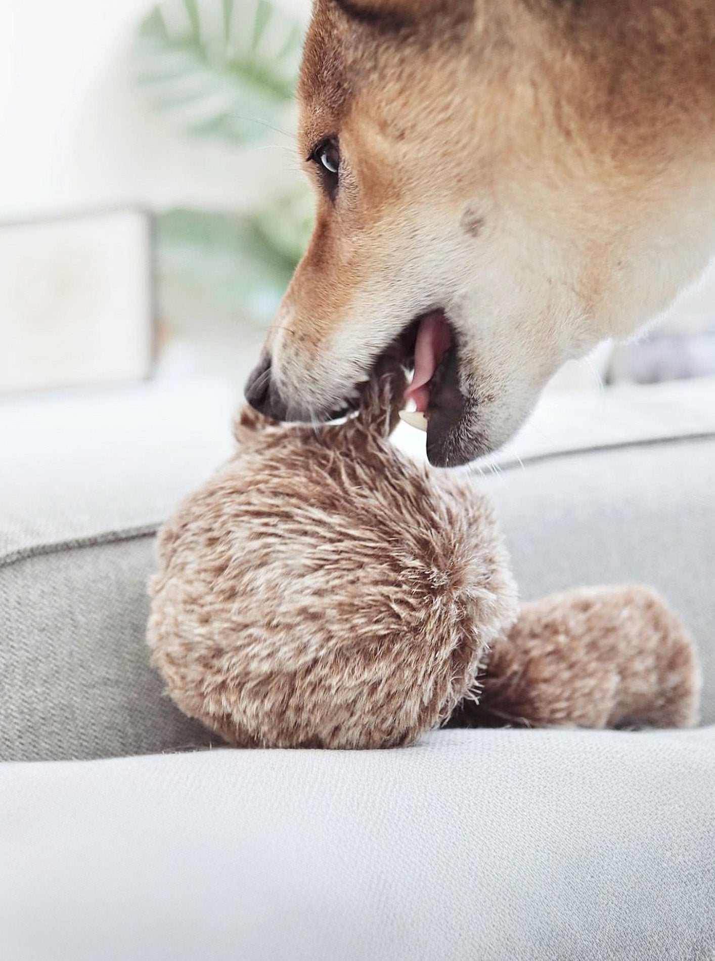 SQUIRREL POP - ENRICHMENT DOG TOY