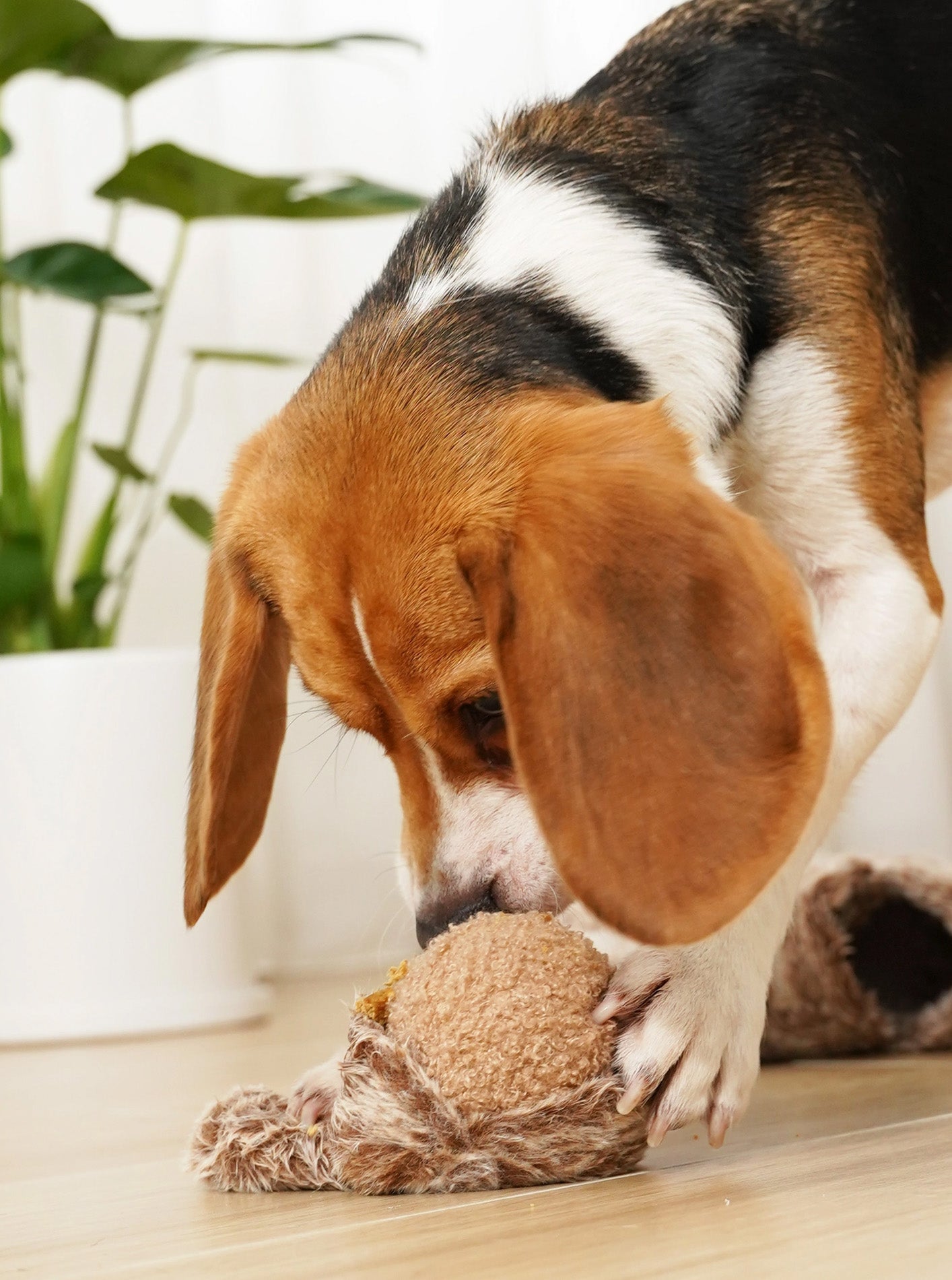 SQUIRREL POP - ENRICHMENT DOG TOY