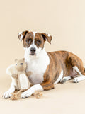 BRING MORE NUTS DOG TOY