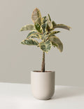 Ficus Tineke Tree