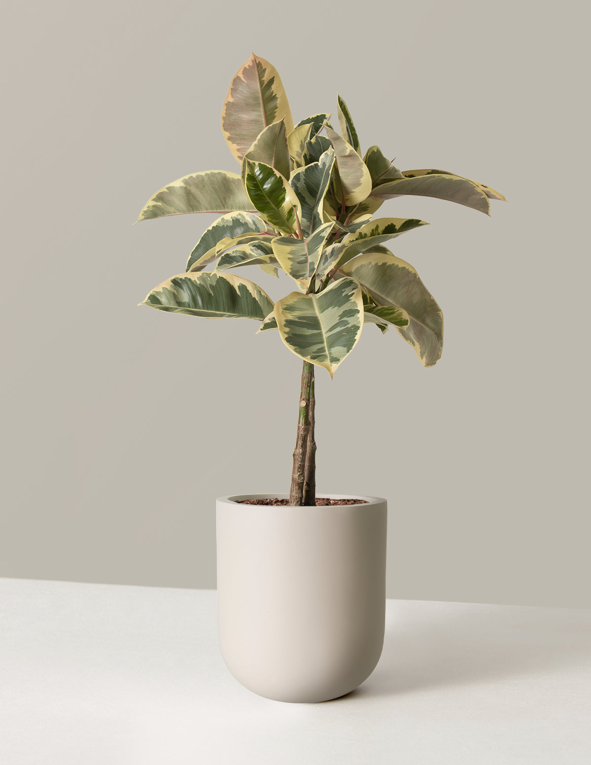 Ficus Tineke Tree