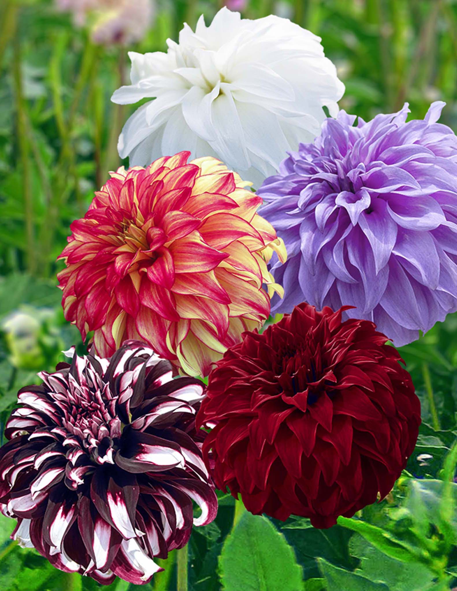 Giant Ball Dahlia Mix