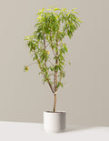 4-in-1 Peach Tree