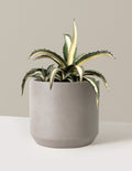 Agave Americana Mediopicta Alba