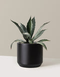 Agave Americana