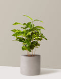 Arabica Coffee Plant