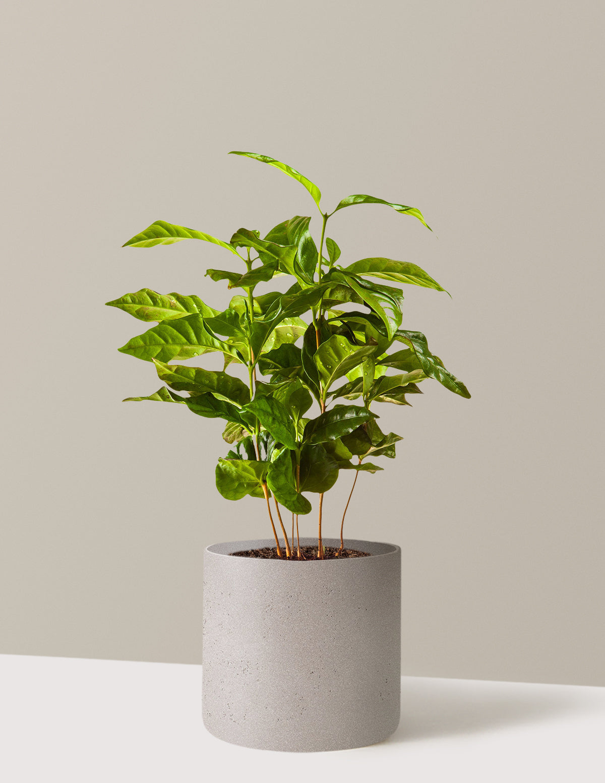 Arabica Coffee Plant