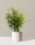 Black Bamboo